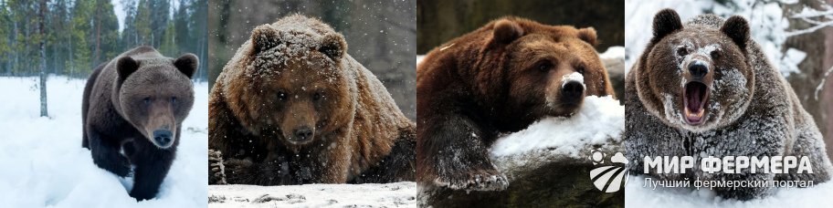 Медведь зимой