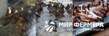 можно ли уток содержать на улице. Смотреть фото можно ли уток содержать на улице. Смотреть картинку можно ли уток содержать на улице. Картинка про можно ли уток содержать на улице. Фото можно ли уток содержать на улице