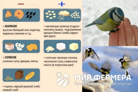 Синичкин день: чем кормить птиц зимой и почему летом этого делать не стоит