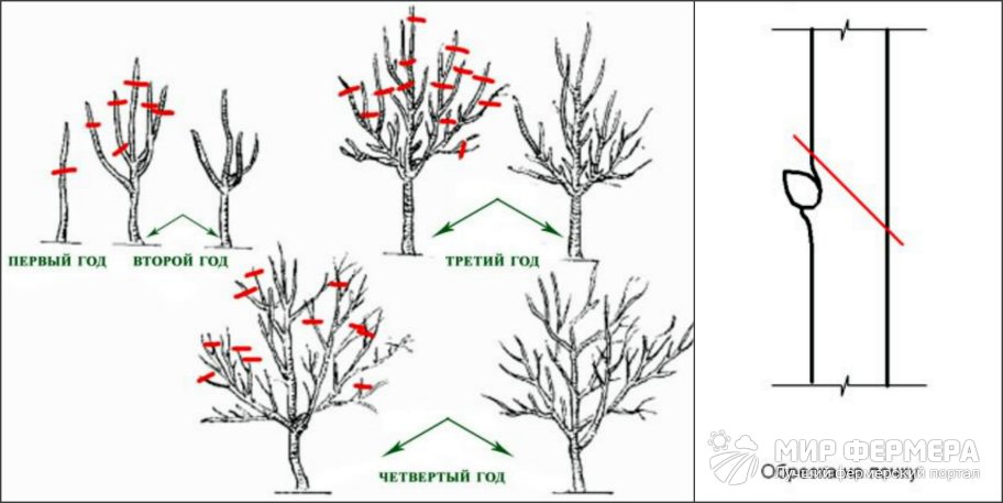 Как обрезать яблоню правильно