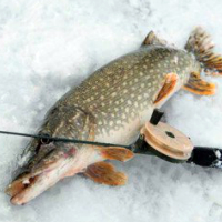 Зимняя рыбалка на щуку жерлицами