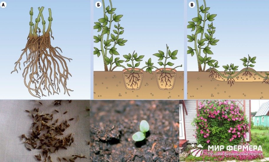 Корневая система клематиса фото и описание