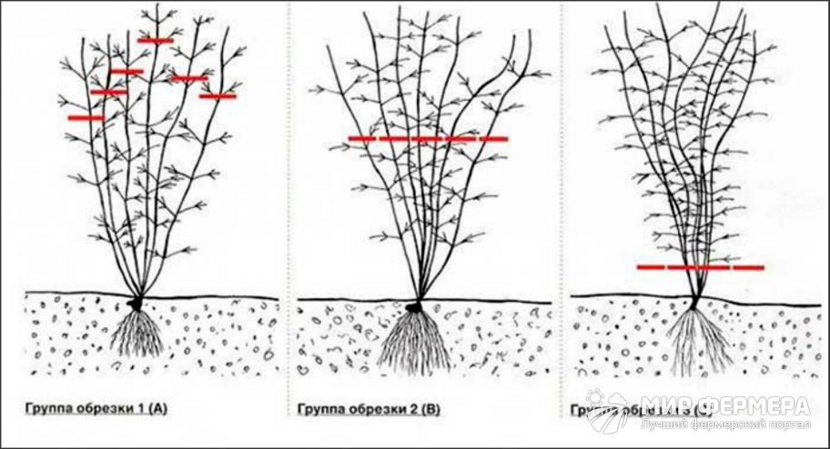 Группы обрезки клематисов