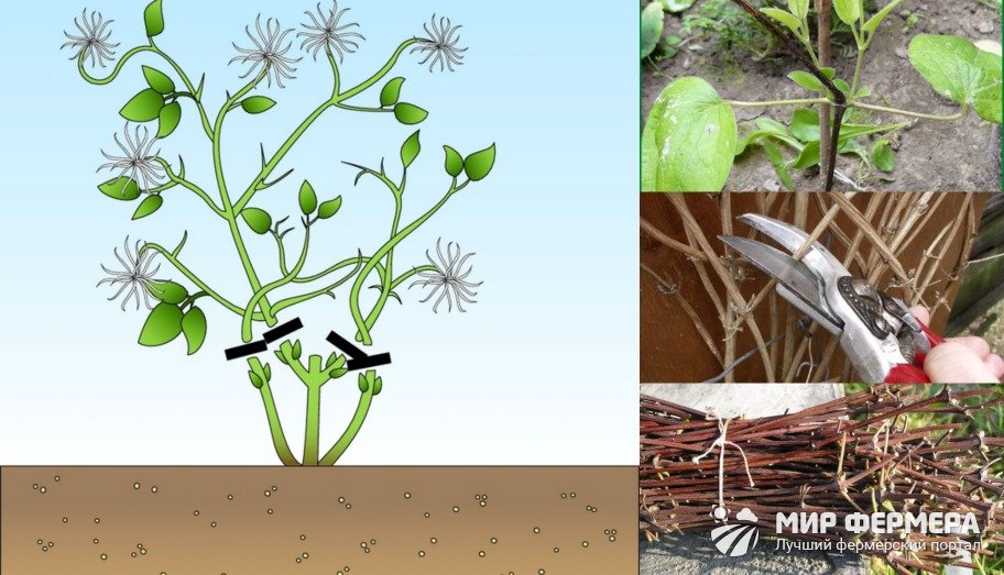 Клематис Руж Кардинал обрезка