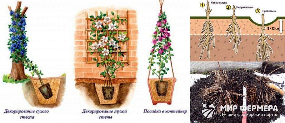 Корневая система клематиса фото и описание