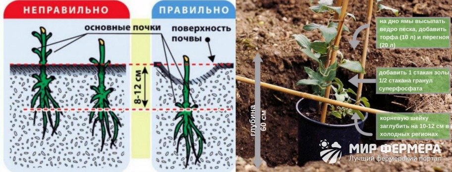 Клематис Кардинал Вышинский посадка