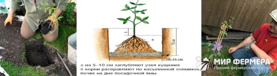 Клематис Блю Лайт посадка