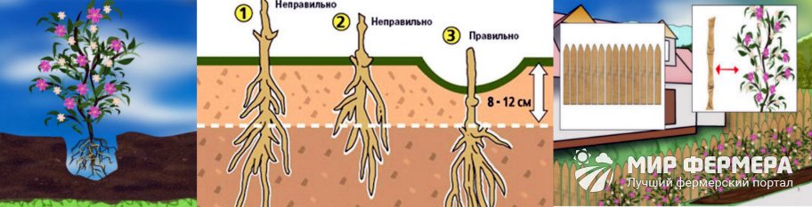 Как посадить клематис