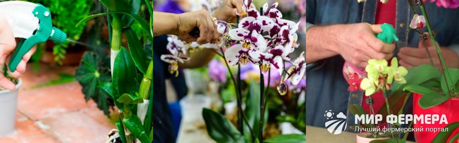 Внекорневая подкормка орхидей