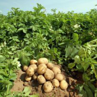 Удобрение для картофеля