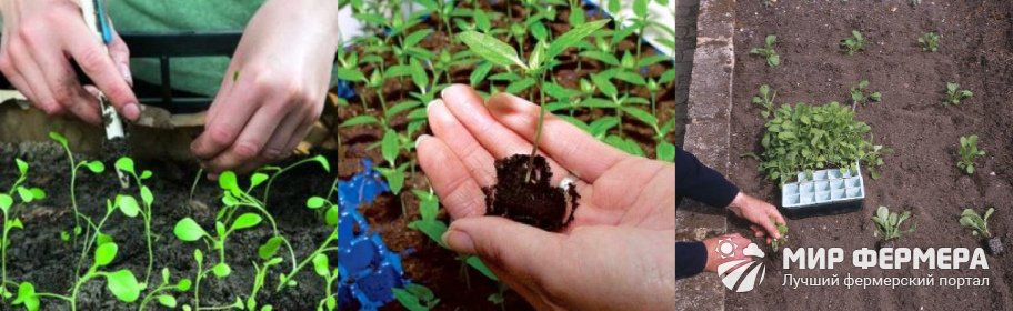 Кларкия фото выращивание из семян в домашних