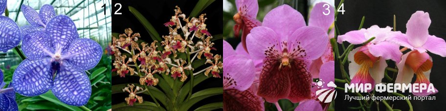 Сорта орхидеи Ванда
