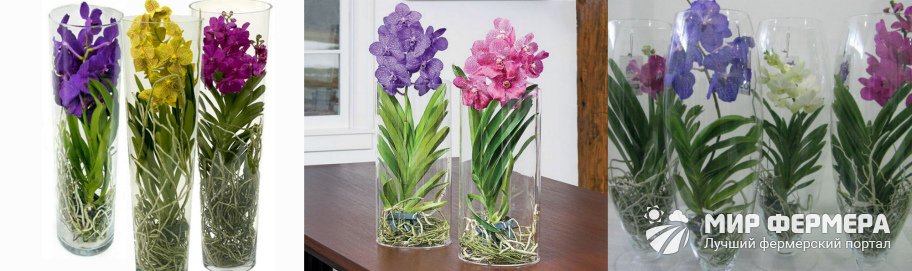 Орхидея в стеклянной вазе