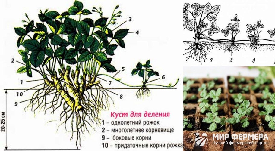 Размножения ремонтантной. Ремонтантная земляника размножается усами. Ремонтантная клубника усы. Размножение ремонтантной клубники.