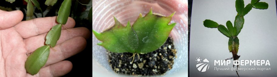 Размножение декабриста в домашних условиях листом пошагово с фото