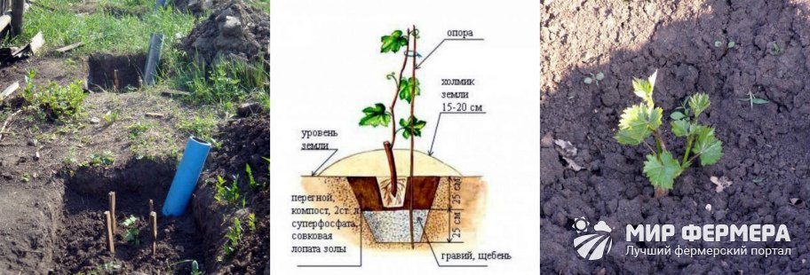 Как посадить виноград