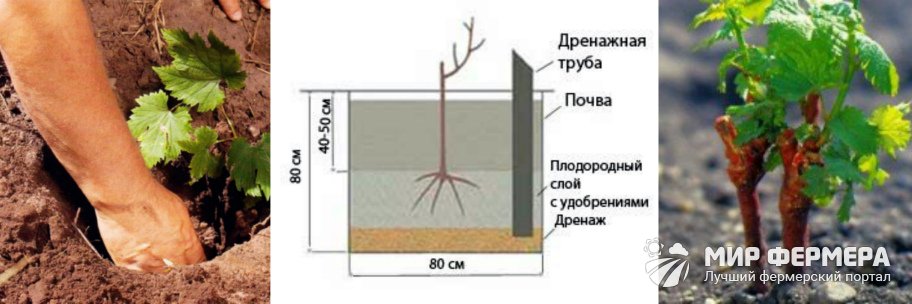 Посадка винограда Ливия