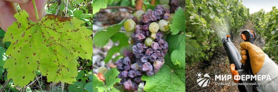 Как бороться с болезнями винограда