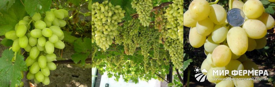 Виноград Ландыш урожайность