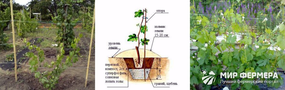 Как посадить виноград Ландыш