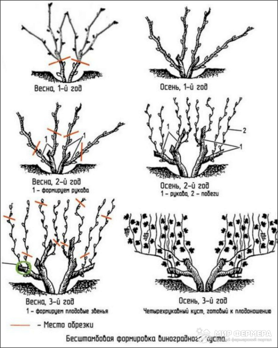 Обрезка винограда осенью схема