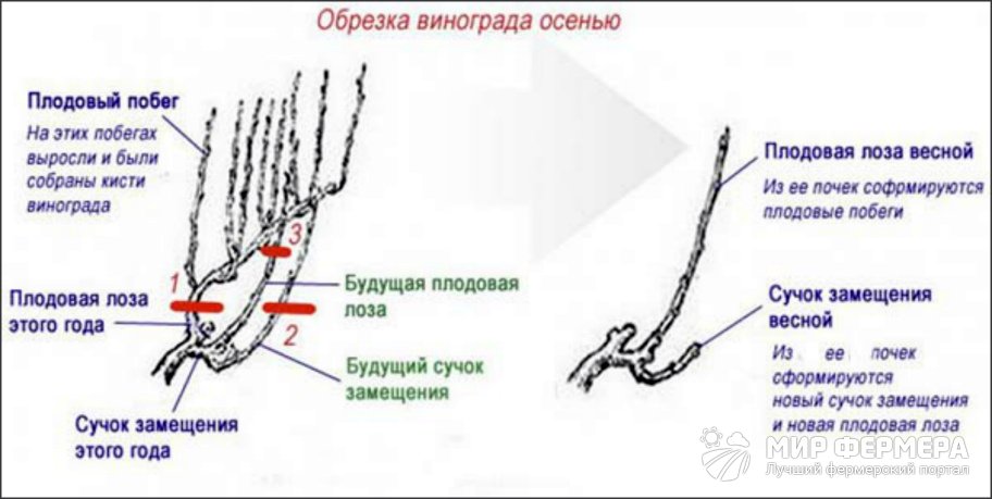 Обрезка старого винограда