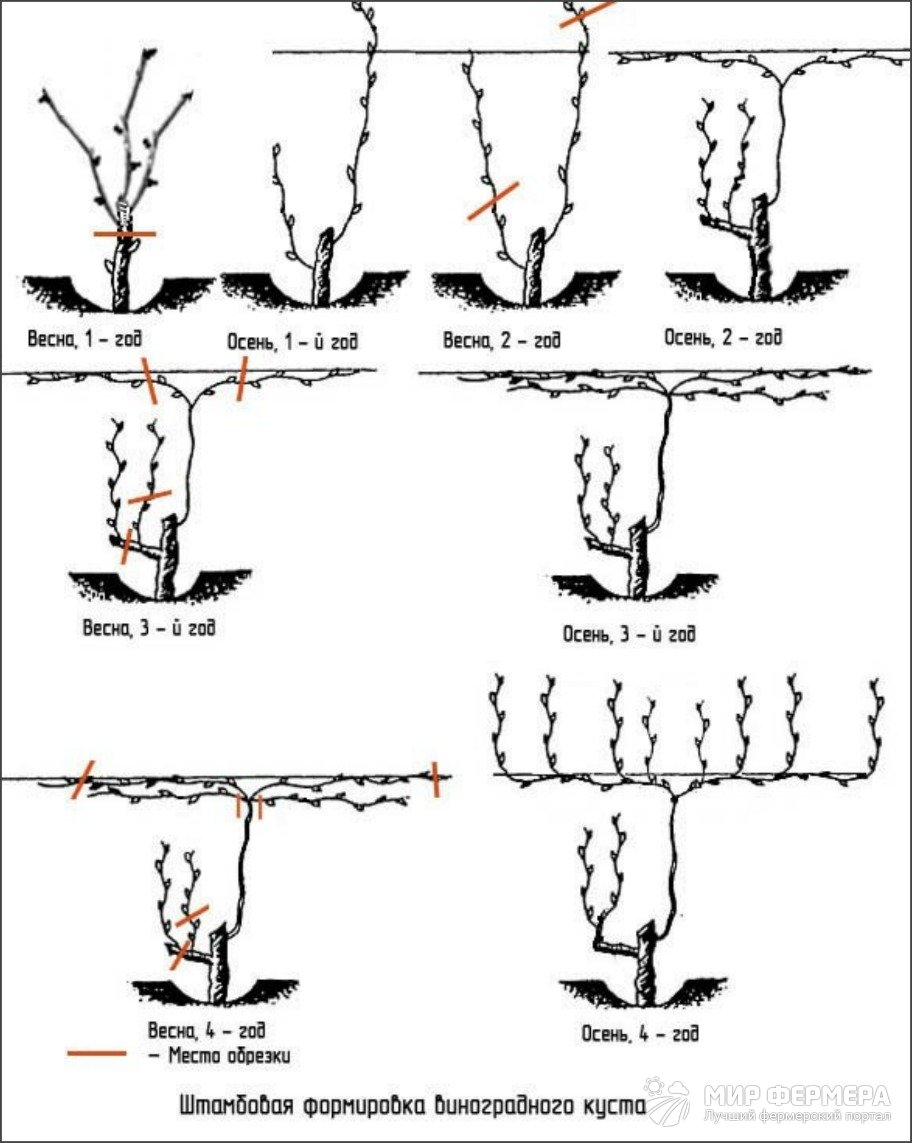Штамбовая обрезка винограда