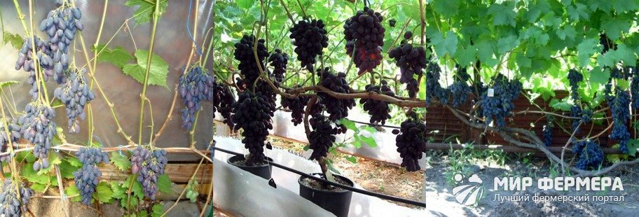 Уход за виноградом Кодрянка