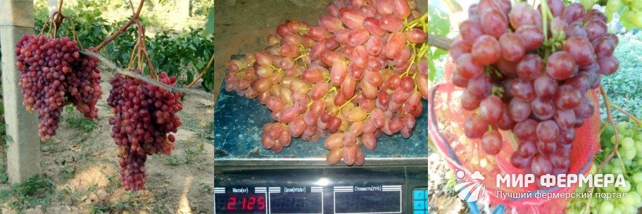 Как собирают виноград