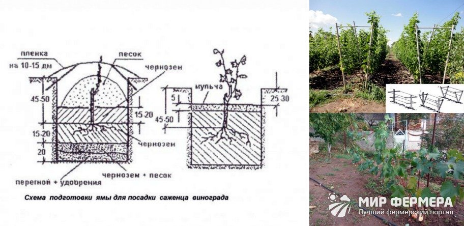 Схема посадки винограда