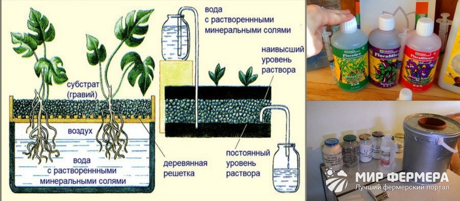 Раствор для гидропоники из доступных удобрений клубника мята салат