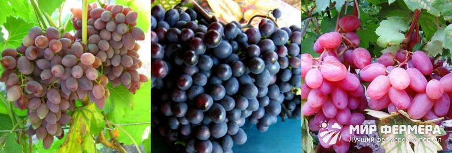 Кинельский виноград фото