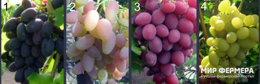 Лучшие сорта кинельского винограда