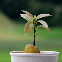 Как посадить авокадо