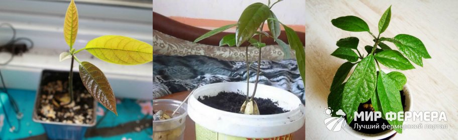Как ухаживать за авокадо дома