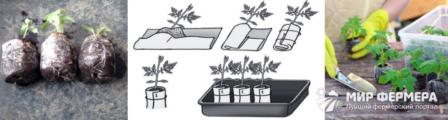 Пикировка рассады в пеленки