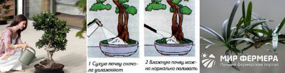Как поливать бонсай