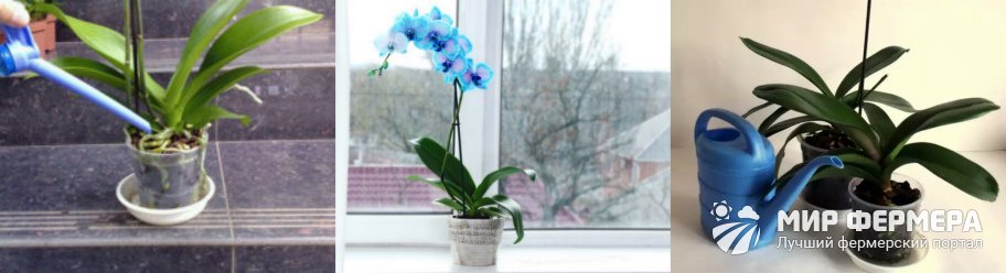 Как часто поливать орхидею зимой