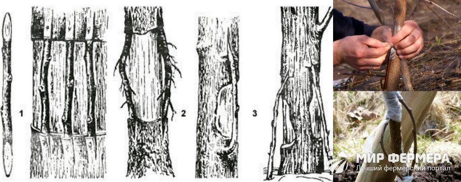 Прививка яблони мостиком
