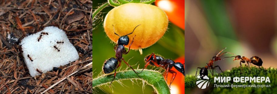  бороться с муравьями: народные средства и другие методы