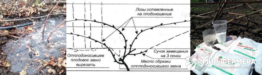 Подготовка винограда к зиме