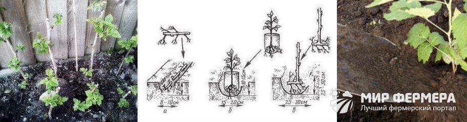 Ленточный способ посадки малины схема и размеры