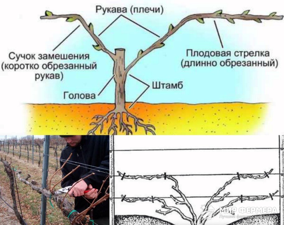 Как обрезать калину осенью