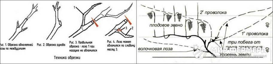 Схема осенней обрезки винограда