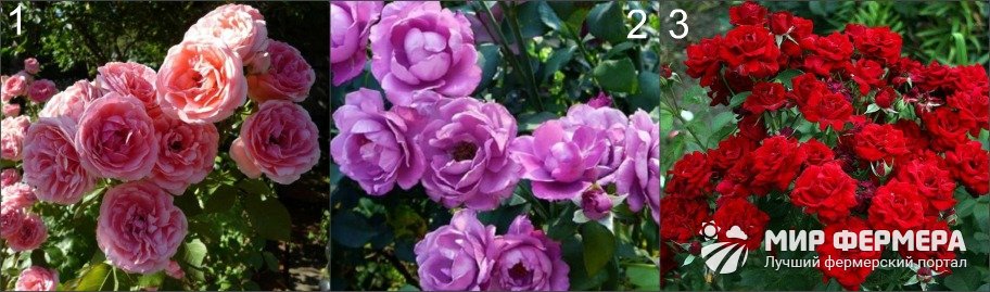 Сорта розы флорибунда