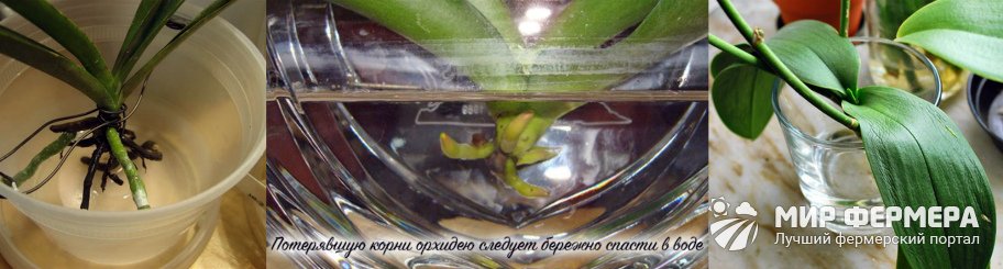 Как укоренить орхидею без корней