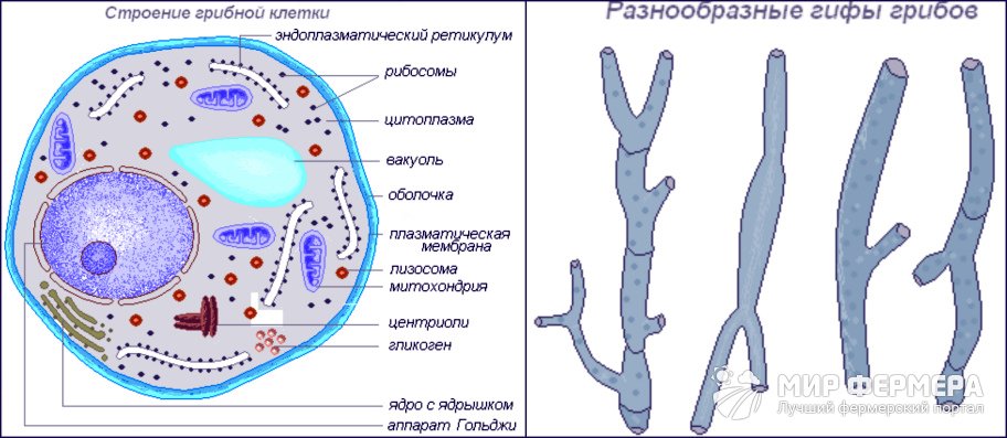 Как размножаются грибы: способы и варианты кратко