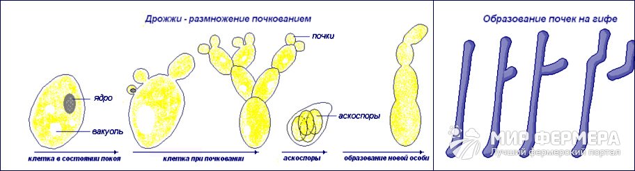 Размножение грибов почкованием