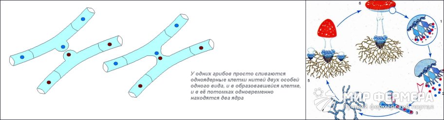 Вегетативные споры грибов. Половое и бесполое размножение грибов. Половой метод размножения грибов. Схема размножения одноклеточных грибов. Половое размножение грибов грибницы.