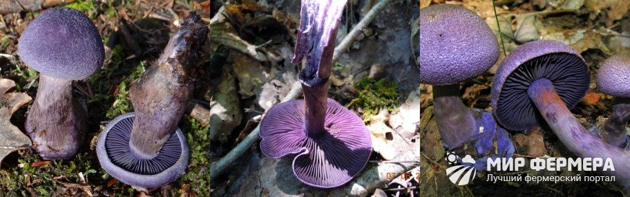 Паутинник фиолетовый фото